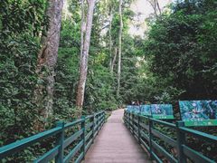 -西双版纳原始森林公园