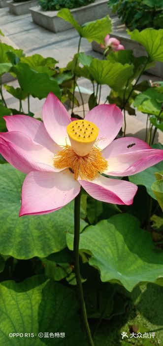 南戴河国际娱乐中心图片