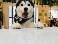 -Husky Go! 哈士奇体验馆·宠物咖啡厅狗咖