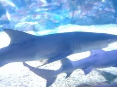 -烟台海昌鲸鲨海洋公园