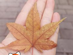 -秋霞圃