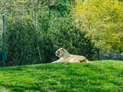 -北京野生动物园