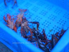 -红钳侠小龙虾·烧烤(中赢康康谷店)
