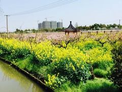-南汇桃花村