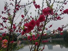 -西湖公园(鼓楼区)