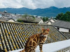 -喵屿·大理花园猫咖