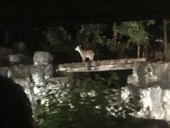 -清迈夜间动物园
