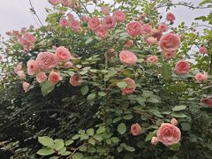 -都江堰玫瑰花溪谷