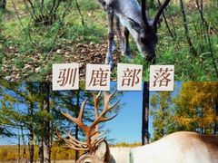 -呼伦贝尔大草原
