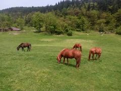 -武陵山森林公园