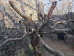 -青藏高原野生动物园