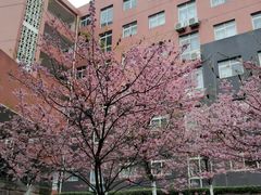 -黄桷坪涂鸦艺术街