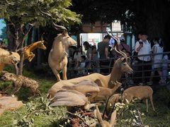 -国家自然博物馆