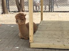 -长白岛森林公园