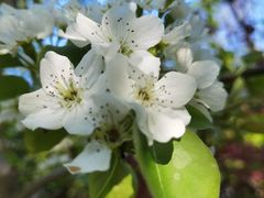 -南汇桃花村