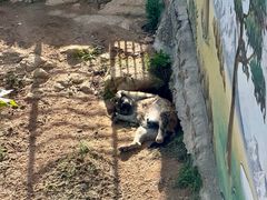 -西霞口神雕山野生动物世界