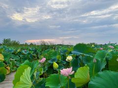 -池杉湖湿地公园