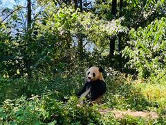 -中国大熊猫保护研究中心雅安碧峰峡基地