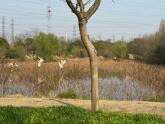 -上海长兴岛郊野公园