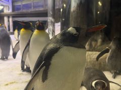 -悉尼海洋生物水族馆