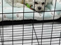 -瑞派·关忠动物医院·猫专科·犬专科(三环新城店)