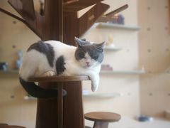 -飞行喵MR PILOT|猫舍·猫咖(静安大融城店)