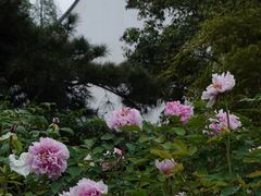 -龙华寺
