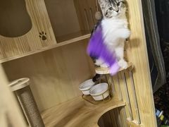 -平行世界·猫咖(首经贸店)