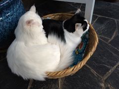 Anne猫窝咖啡屋-Anne猫窝咖啡屋