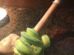 -上海大自然野生昆虫馆(东方明珠·爬宠昆虫探索中心)