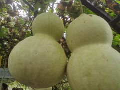 -中国天府农业博览园