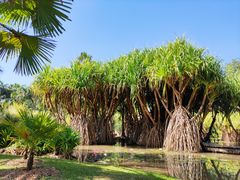 -中国科学院西双版纳热带植物园