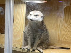 -平行世界·猫咖(首经贸店)