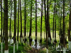 -桤木河湿地公园