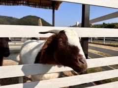 -宁波九龙湖开元度假村