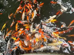 -南宫五洲植物乐园