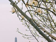 -北坞公园