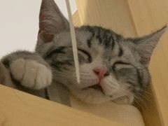 -lincat·猫舍(广州店)