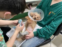 -利又安动物医院··老年病·猫科犬科·中兽医