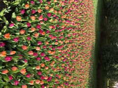 上海鲜花港-上海鲜花港