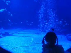 -烟台海昌鲸鲨海洋公园