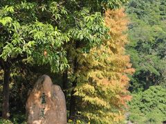 -云溪植物园
