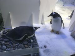 -芜湖新华联大白鲸海洋公园