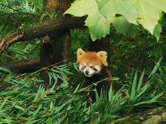-都江堰中华大熊猫苑