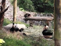 -都江堰中华大熊猫苑