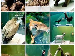 -国家自然博物馆