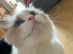 -喜茶(永旺梦乐城店)