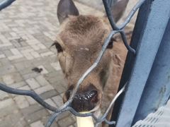 -长白岛森林公园