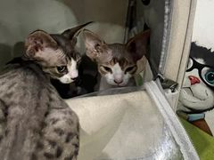 -瑞鹏宠物医院·爱宠堂·骨外专科(西荷分院)