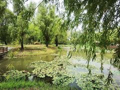 -滕州微山湖红荷湿地景区